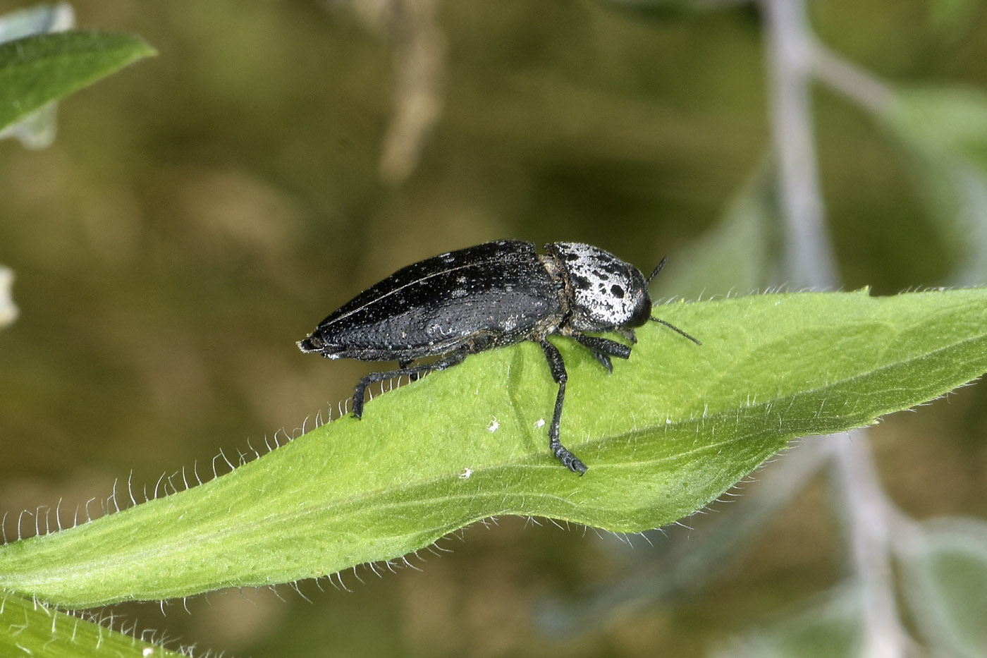 Buprestidae: Capnodis sp.? S, Capnodis tenebrionis